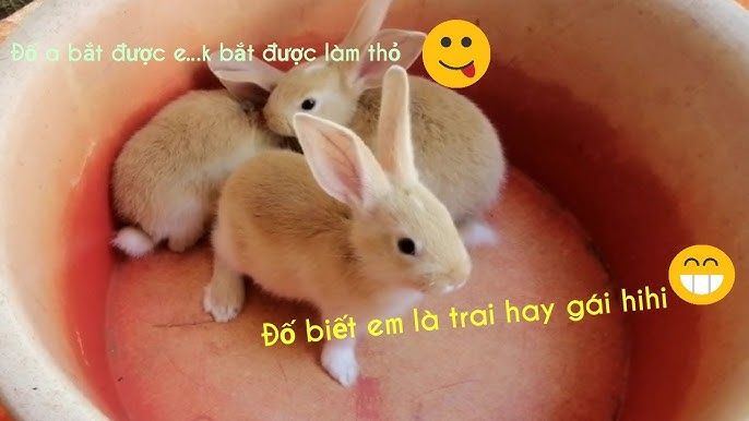 Cách Nhận Biết Thỏ Cái Chịu Đực Gallery 1