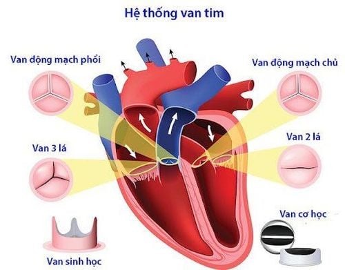 Đường Đi Của Máu Trong Tim Gallery 1