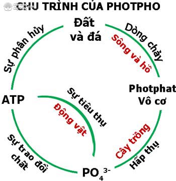 Chu trình Photpho trong tự nhiên Gallery 1