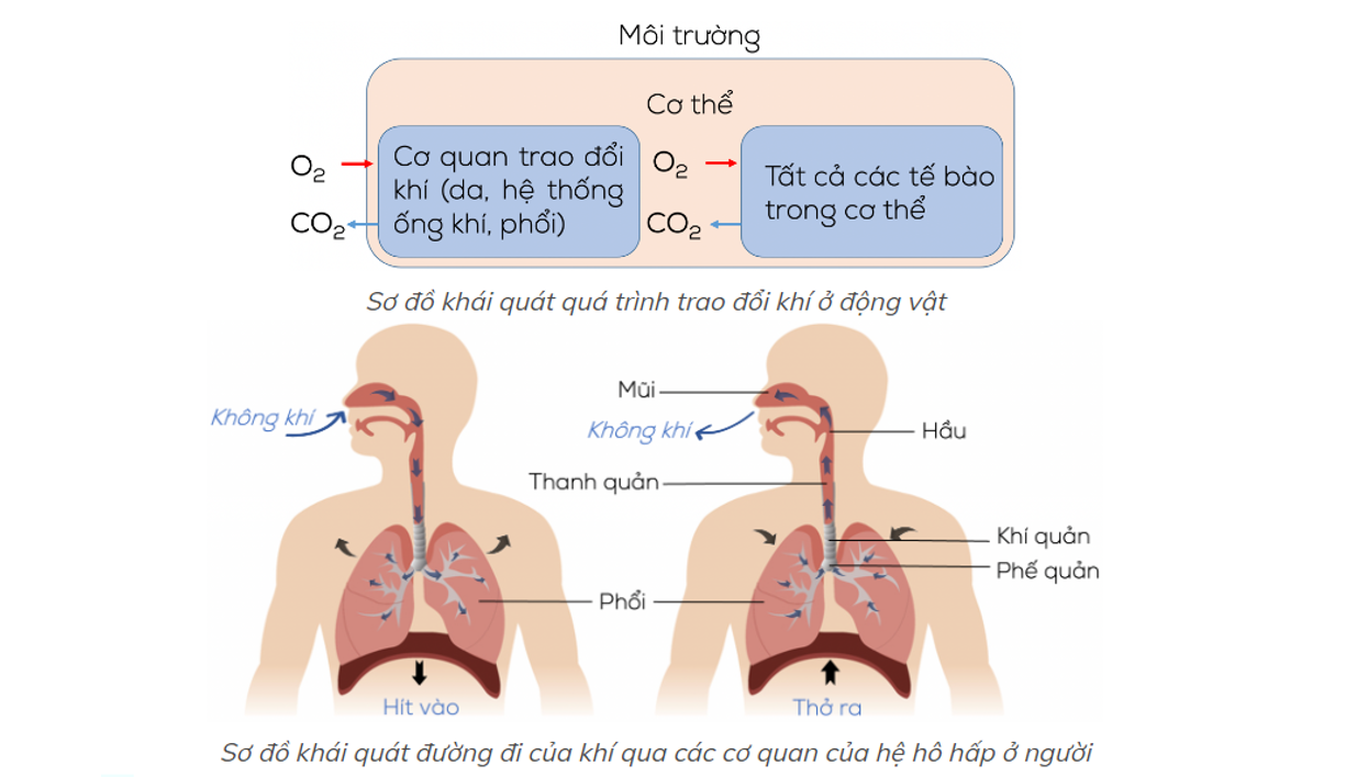 Trao đổi khí ở phổi là quá trình gì? Gallery 1