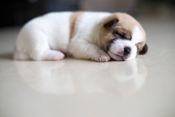 Bao lâu chó con mở mắt? Gallery 1