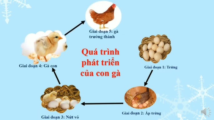 Tuổi Gà Bao Nhiêu Tuổi? Gallery 1