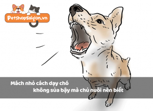 Cách để chó không sủa Gallery 2