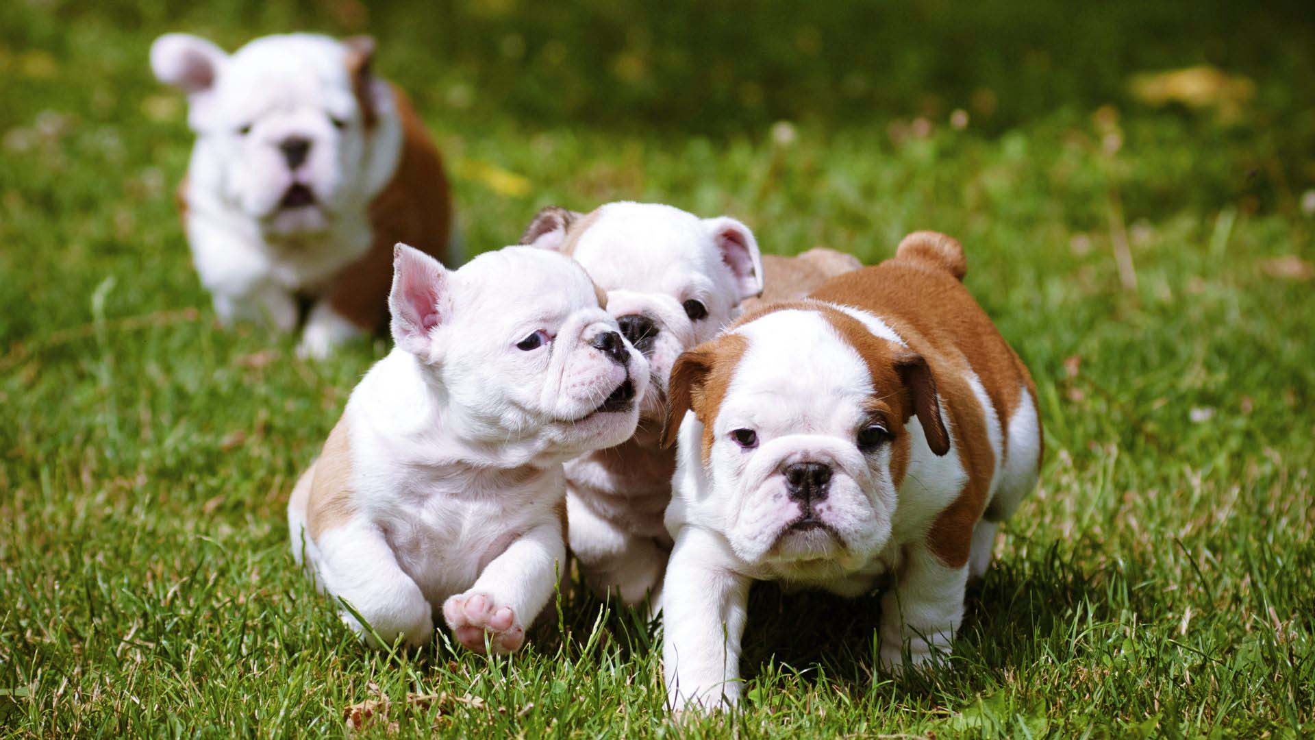 Các Giống Chó Bull: Đặc Điểm, Tính Cách Và Lựa Chọn Phù Hợp