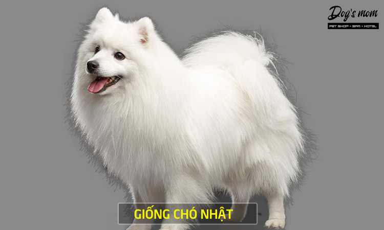 Giống Chó Nhật Lông Xù: Đặc điểm, tính cách và cách chăm sóc Gallery 1