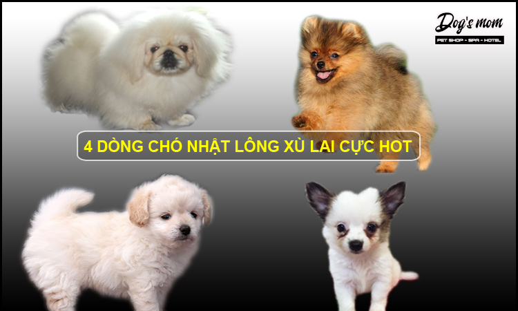 Giống Chó Nhật Lai: Khám Phá Sự Kết Hợp Tuyệt Vời