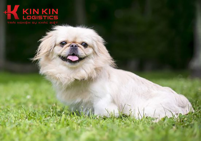 Giống Chó Nhật Lai: Khám Phá Sự Kết Hợp Tuyệt Vời Gallery 1