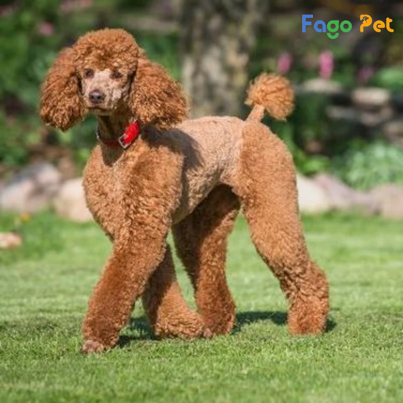 Các Giống Chó Poodle: Khám Phá Sự Đa Dạng Về Kích Thước và Màu Sắc