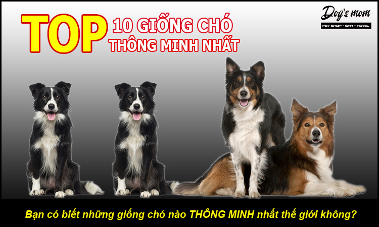 Chó Thông Minh: Khám Phá Những Giống Chó Thông Minh Nhất Thế Giới Gallery 1