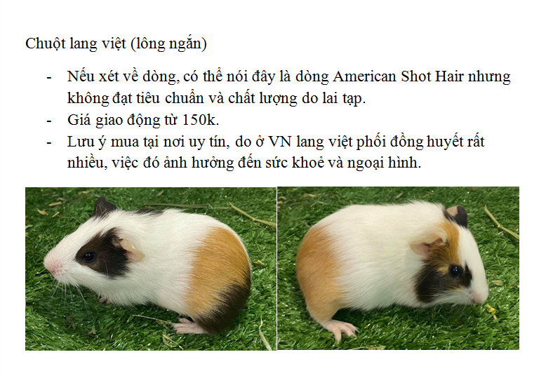 Giống Chuột Lang Nhà: Thông Tin Chi Tiết và Hướng Dẫn Chăm Sóc Gallery 1