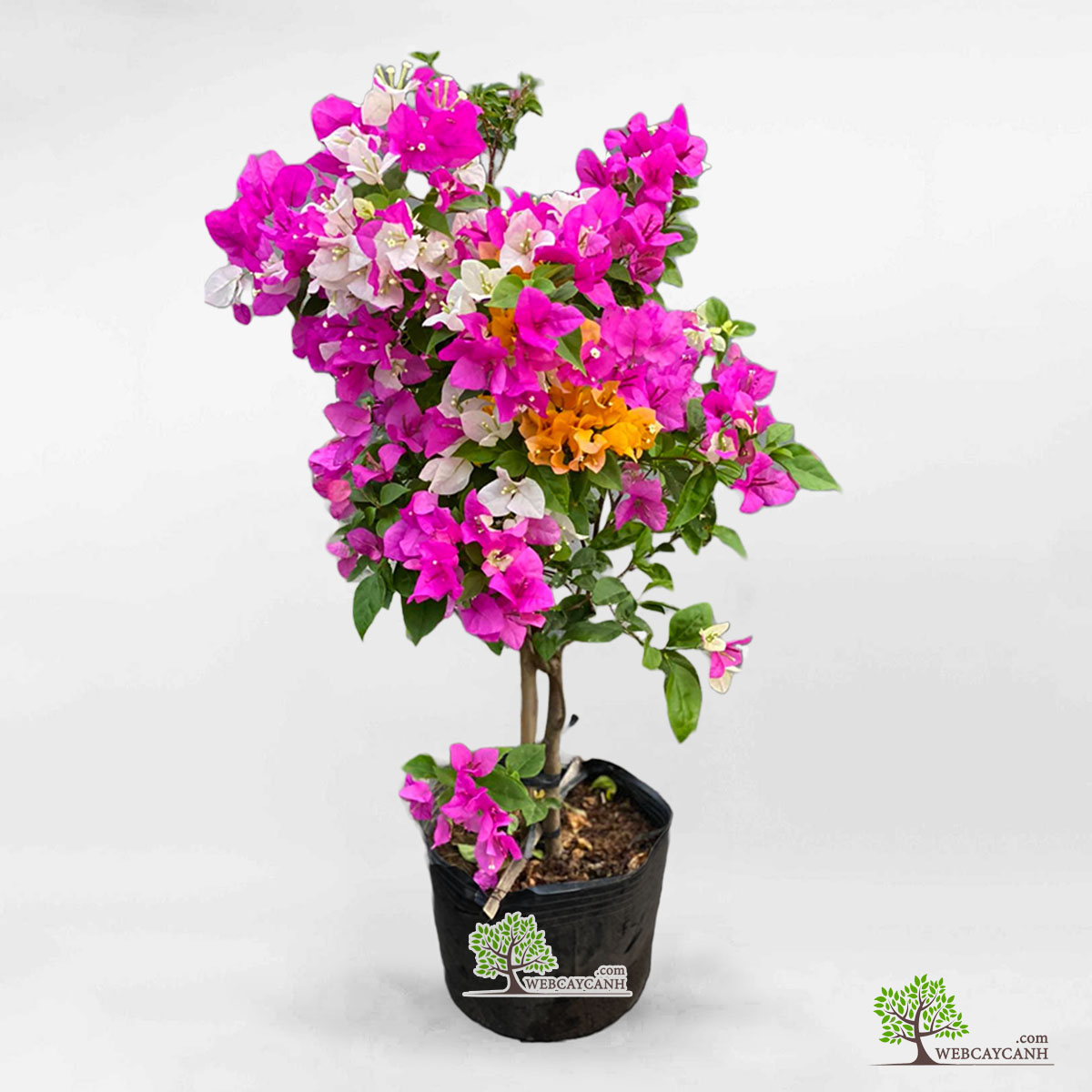 Các Giống Hoa Giấy Phổ Biến Và Đẹp Nhất