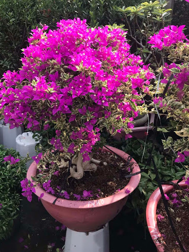 Các Giống Hoa Giấy Phổ Biến Và Đẹp Nhất Gallery 1