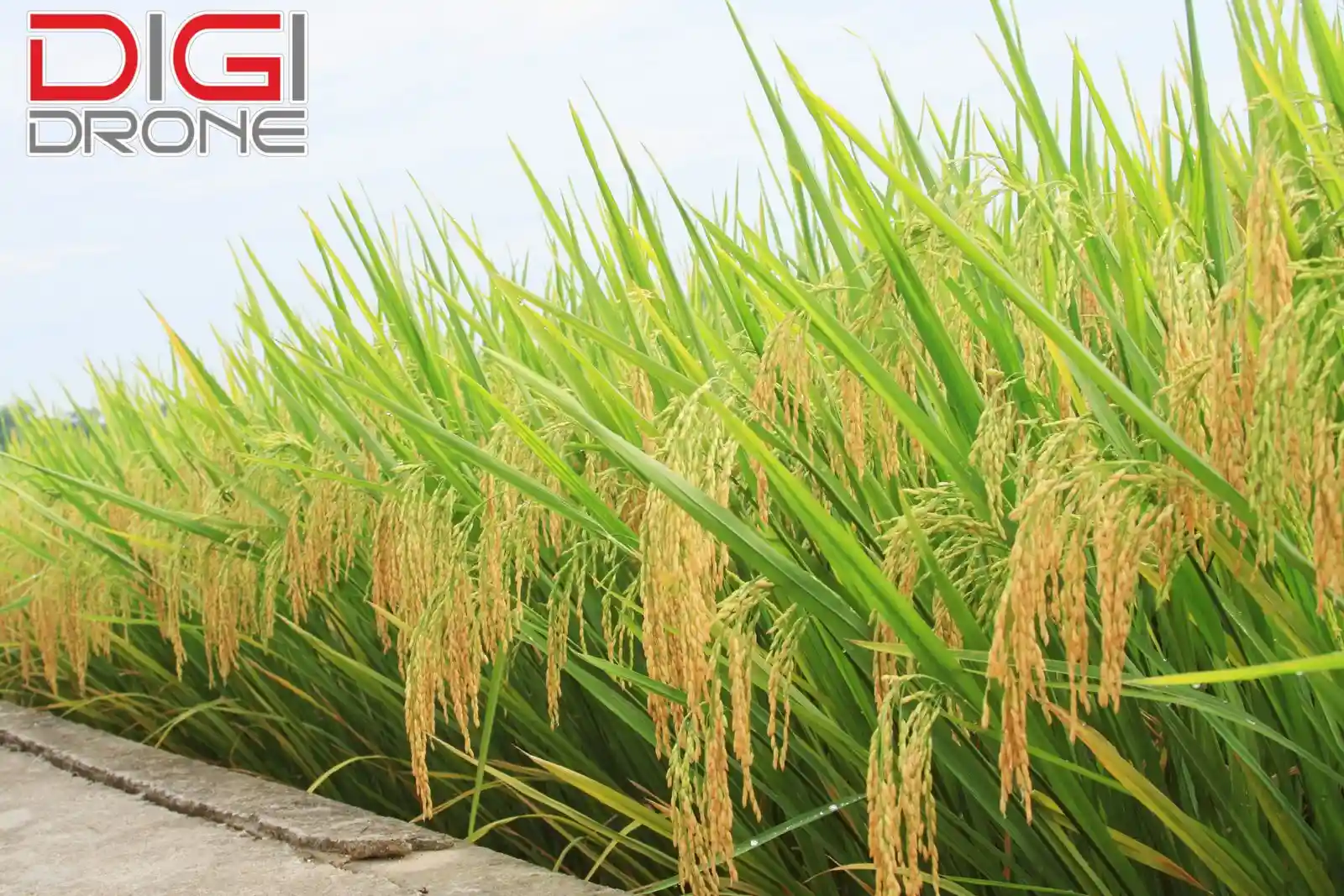 Các Giống Lúa Phổ Biến Ở Miền Bắc
