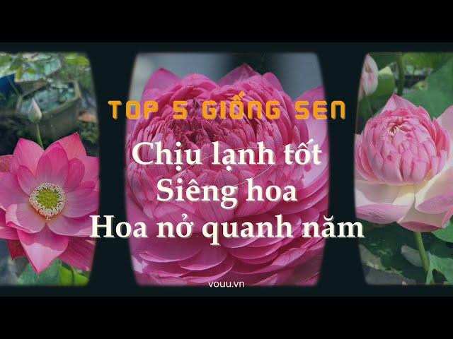 Giống Sen Nở Quanh Năm Gallery 1