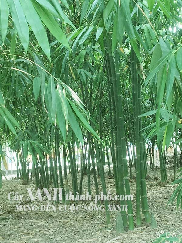 Giống Tre Lấy Thân: Lựa Chọn Tuyệt Vời Cho Nhu Cầu Sử Dụng Gallery 1