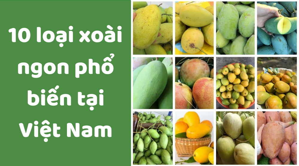 Nguồn gốc của cây xoài Gallery 2