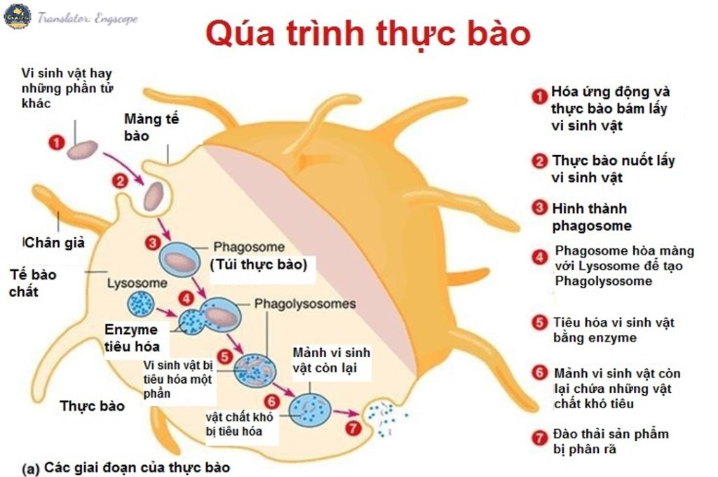 Tự bạo là gì? Gallery 1