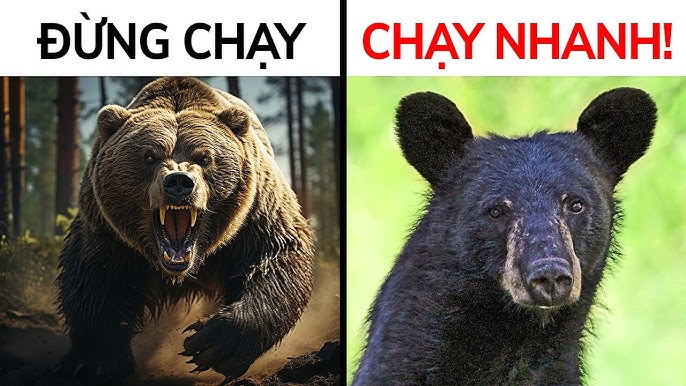 Bear + V gì? Khám phá những hoạt động thú vị với chú gấu đáng yêu Gallery 1