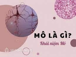 Mô La Là Gì? Gallery 1