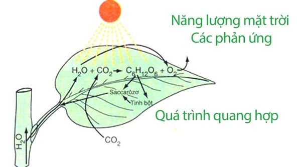 Phản ứng oxi hóa khử là gì? Gallery 1