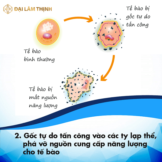 Mầm mống là gì? Gallery 1