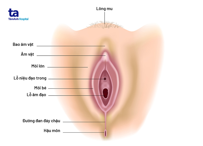 Thẩm Du Là Gì? Gallery 1