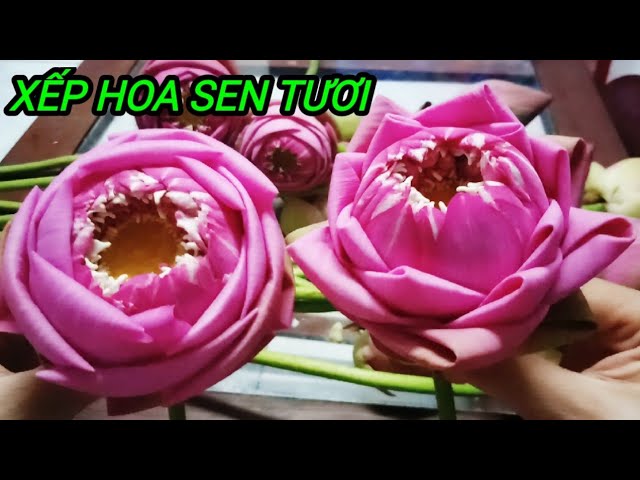 Cách Gấp Cánh Hoa Sen Đẹp Mắt và Đơn Giản Gallery 2