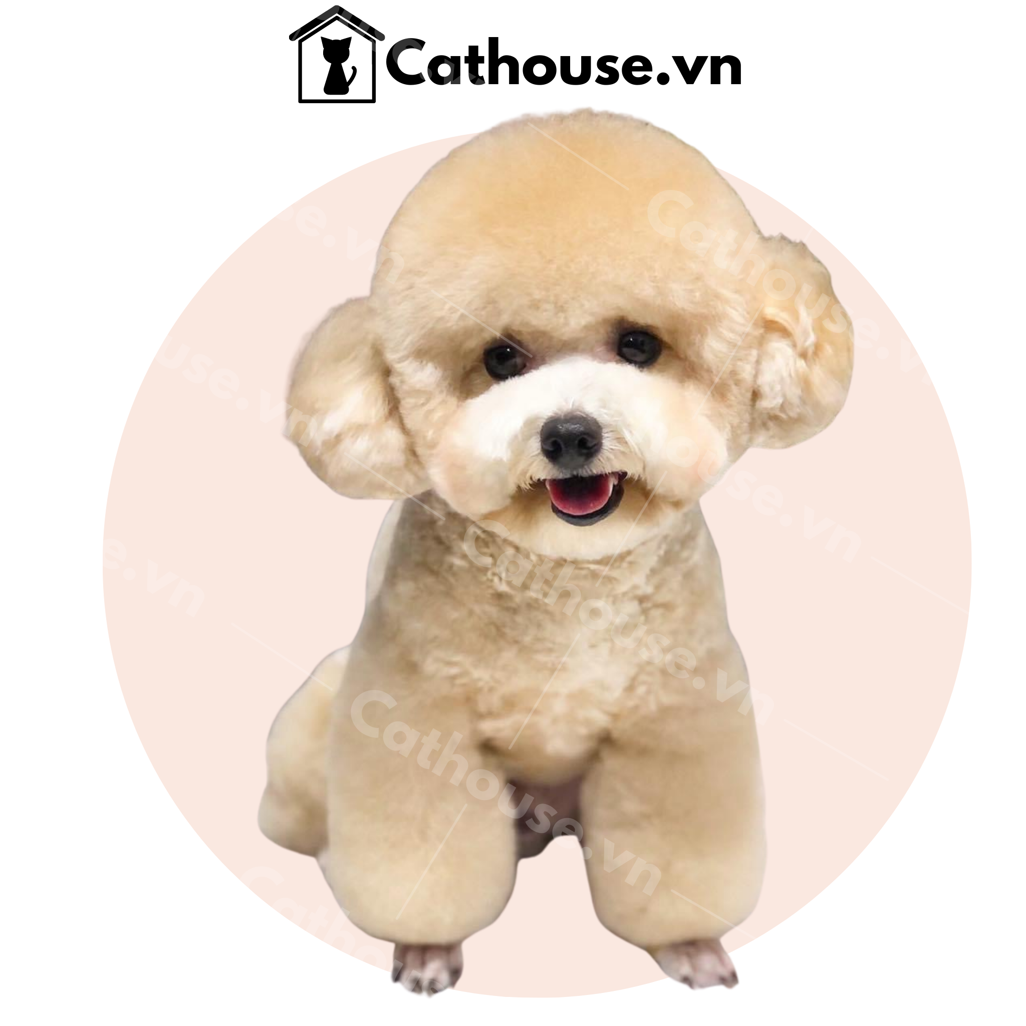 Các Kiểu Tỉa Lông Cho Poodle