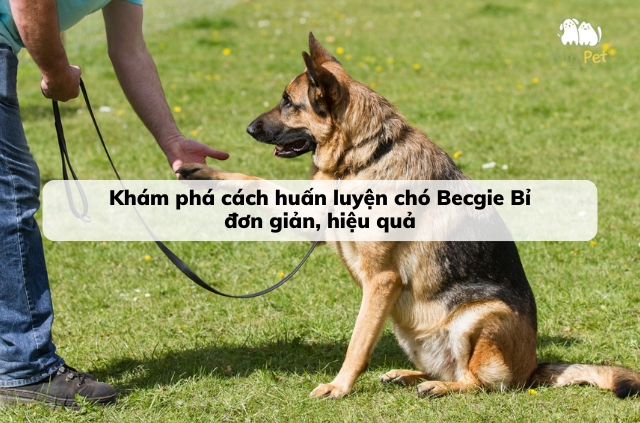 Huấn Luyện Chó Becgie: Hướng Dẫn Chi Tiết Từ A-Z Gallery 2