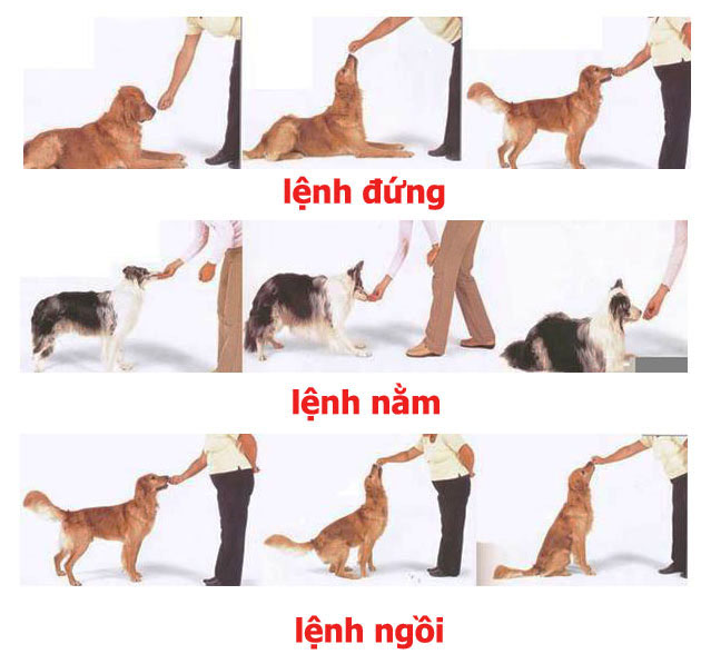 Cách Dạy Chó Con Hiệu Quả Và Dễ Thực Hiện Gallery 2