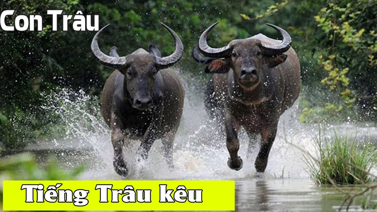 Con Trâu Kêu Như Thế Nào? Gallery 1
