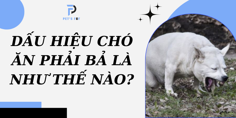Chó bị đánh bả bao lâu thì chết? Gallery 1