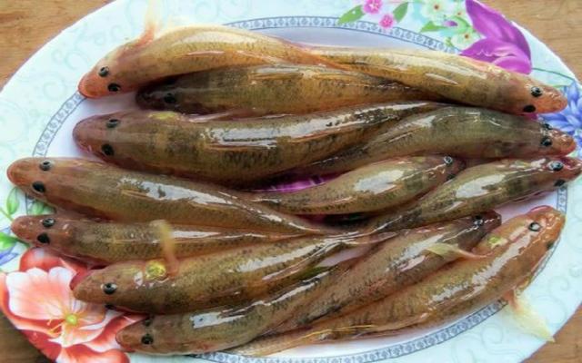 Các Loài Cá Bống Nước Ngọt