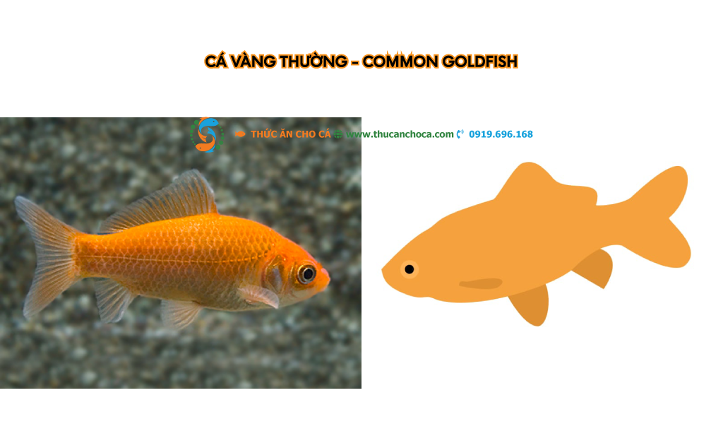 Cá Vàng Bay: Thông tin chi tiết về loài cá kỳ lạ này Gallery 1