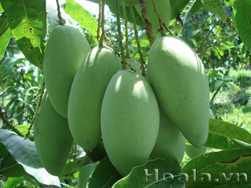 Những Cây Ăn Quả Phổ Biến Tại Việt Nam Và Trên Thế Giới Gallery 2