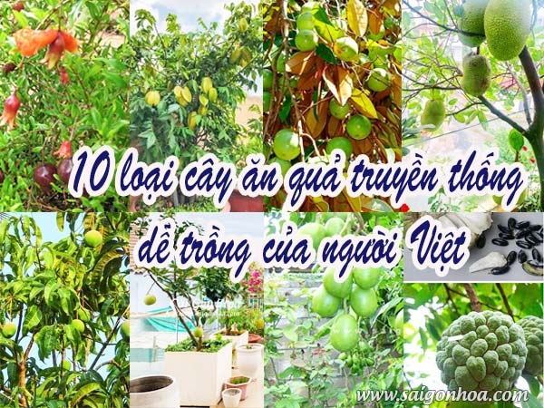 Những Cây Ăn Quả Phổ Biến Tại Việt Nam Và Trên Thế Giới Gallery 1