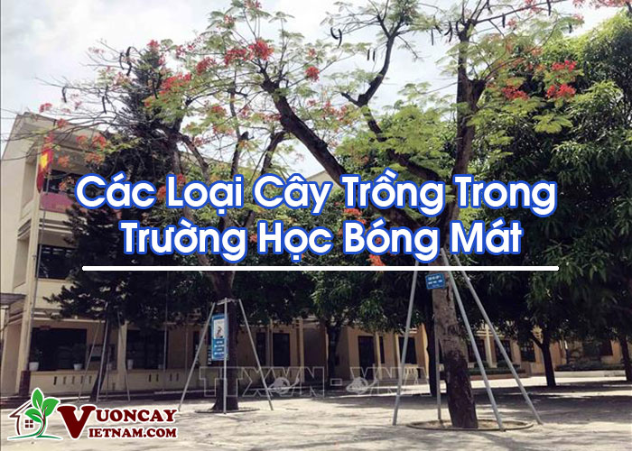 Những Cây Bóng Mát Ở Trường Gallery 1
