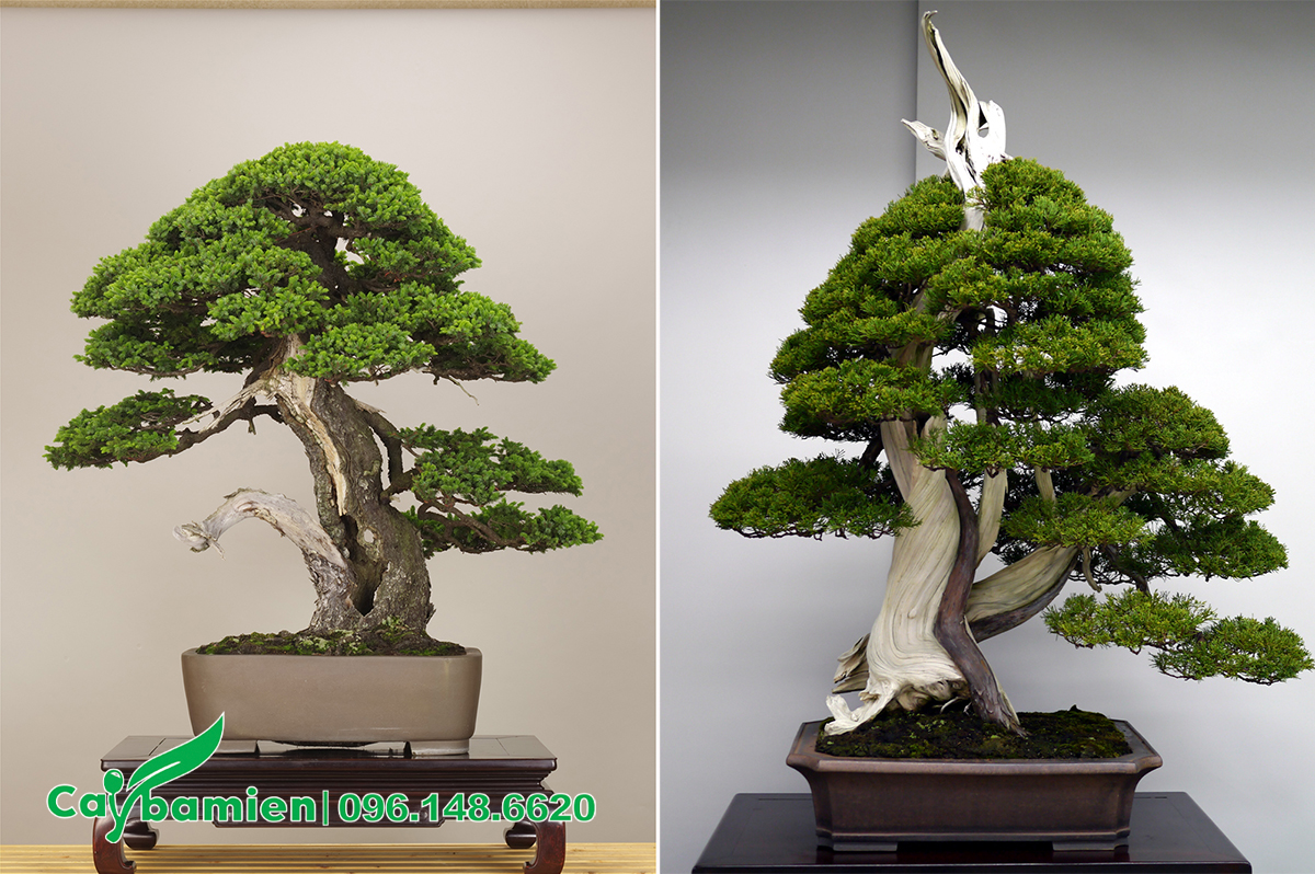 Cây Cảnh Bonsai Gallery 1
