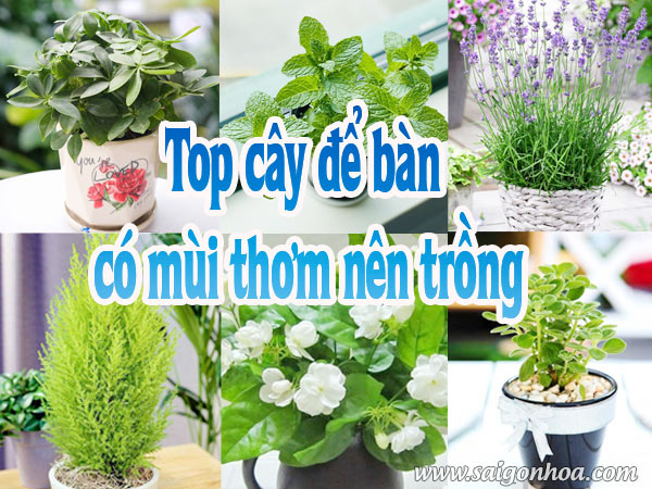 Cây Cảnh Có Mùi Thơm:  Tìm Hiểu Các Loại Và Cách Chăm Sóc Gallery 1