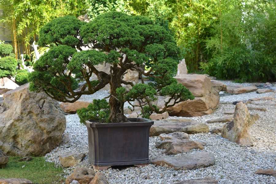 Những Loại Cây Cảnh Ngoại Trời Đẹp Mắt và Thích Hợp Cho Vườn Nhà Bạn