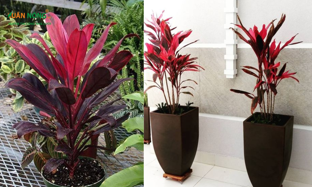 Cây Cảnh Màu Đỏ: Thắp Sáng Không Gian Sống Của Bạn Gallery 1