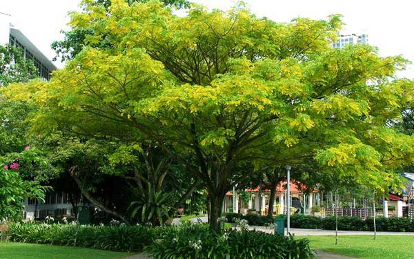 Các Loại Cây Che Bóng Mát Tốt Nhất Cho Vườn Nhà Bạn Gallery 1