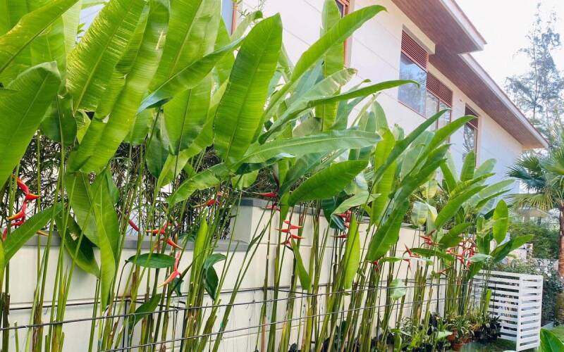 Các Loại Cây Chuối Cảnh Phổ Biến Và Cách Chăm Sóc Gallery 1