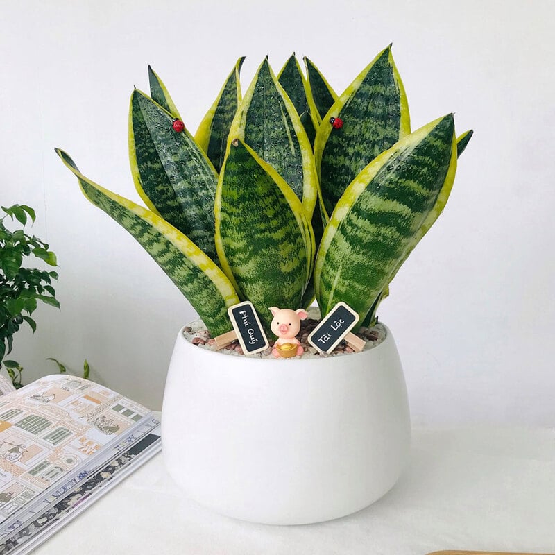 Cây Cọ Nhà Vệ Sinh - Lựa Chọn Hoàn Hảo Cho Vệ Sinh Sạch Sẽ Gallery 1