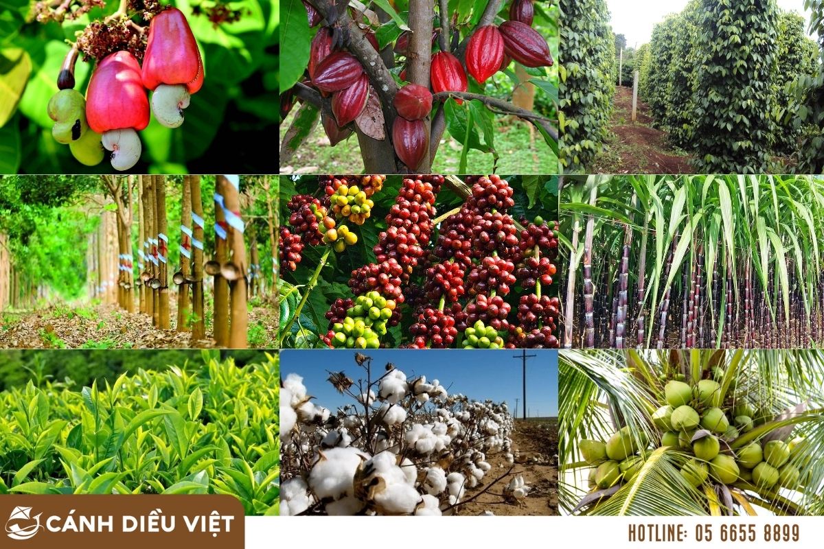 Cây Công Nghiệp Hàng Năm: Hướng Dẫn Trồng Trọt và Chăm Sóc Gallery 1