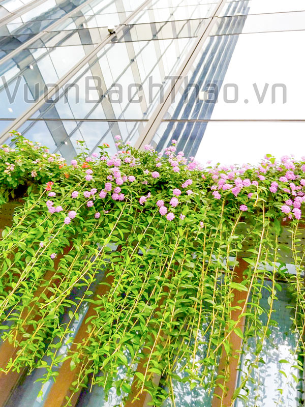 Các loại cây dây leo trồng ban công đẹp và dễ chăm sóc Gallery 2