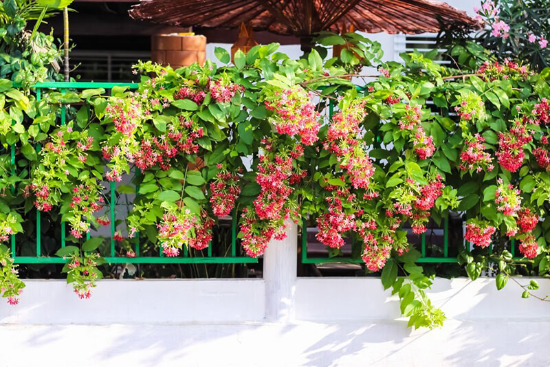 Các loại cây dây leo trồng ban công đẹp và dễ chăm sóc