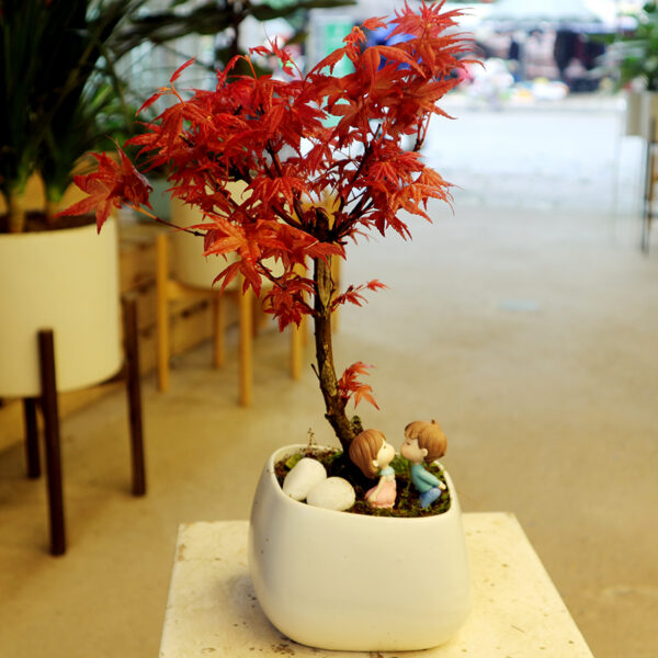 Cây Lá Đỏ Để Bàn Gallery 1