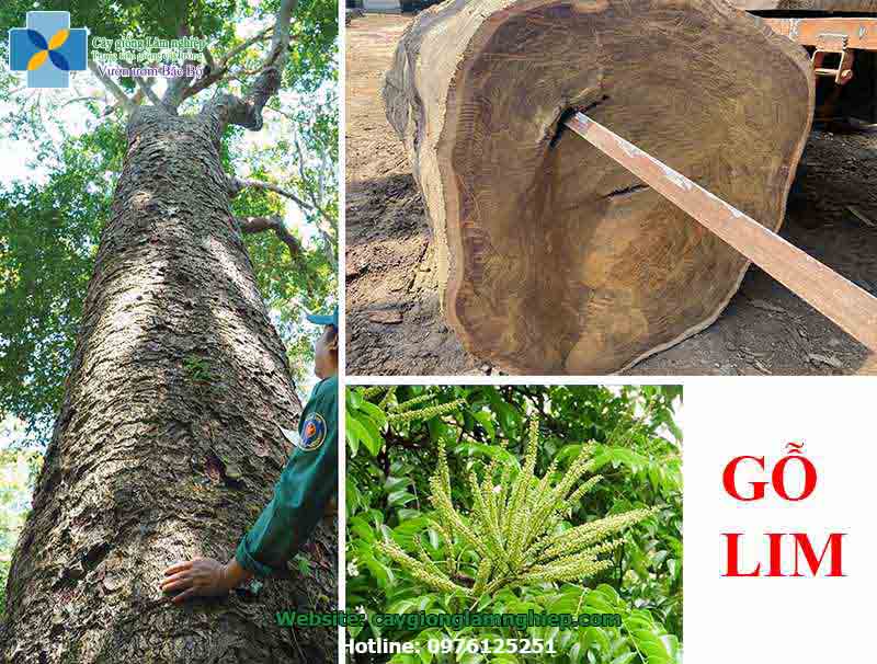 Cây lấy gỗ là những cây nào? Gallery 1