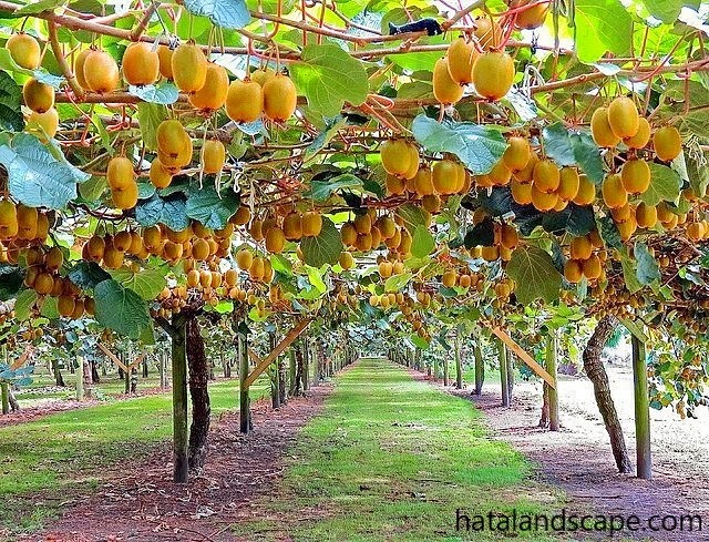 Các loại cây leo giàn ăn quả